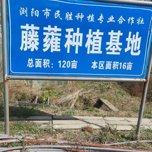 浏阳市藤蕹菜种苗，水改旱，旱改水都可