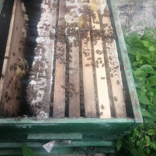 陇南市康县中蜂200箱出售价格面议