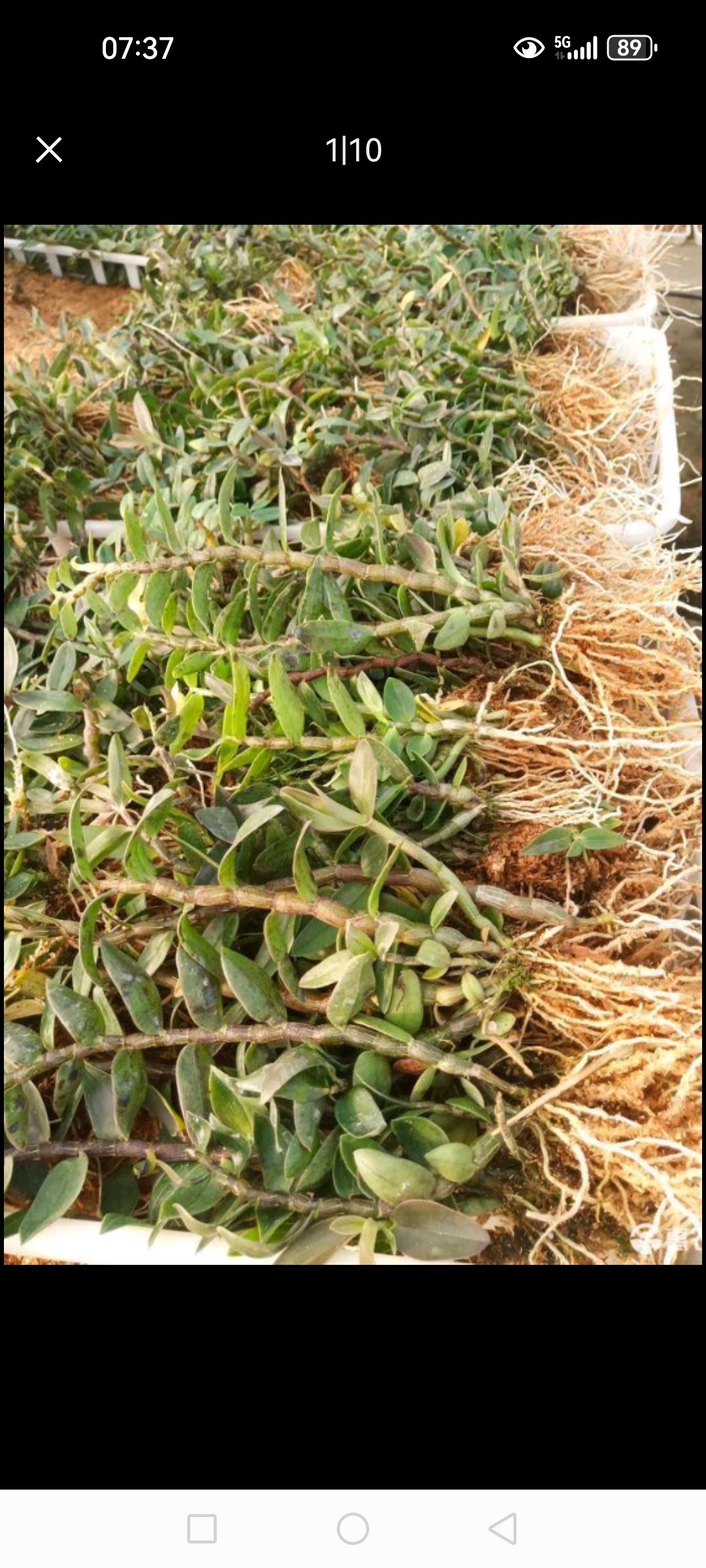 铁皮石斛2年训化苗 品种优良  植株健壮 抗病力强