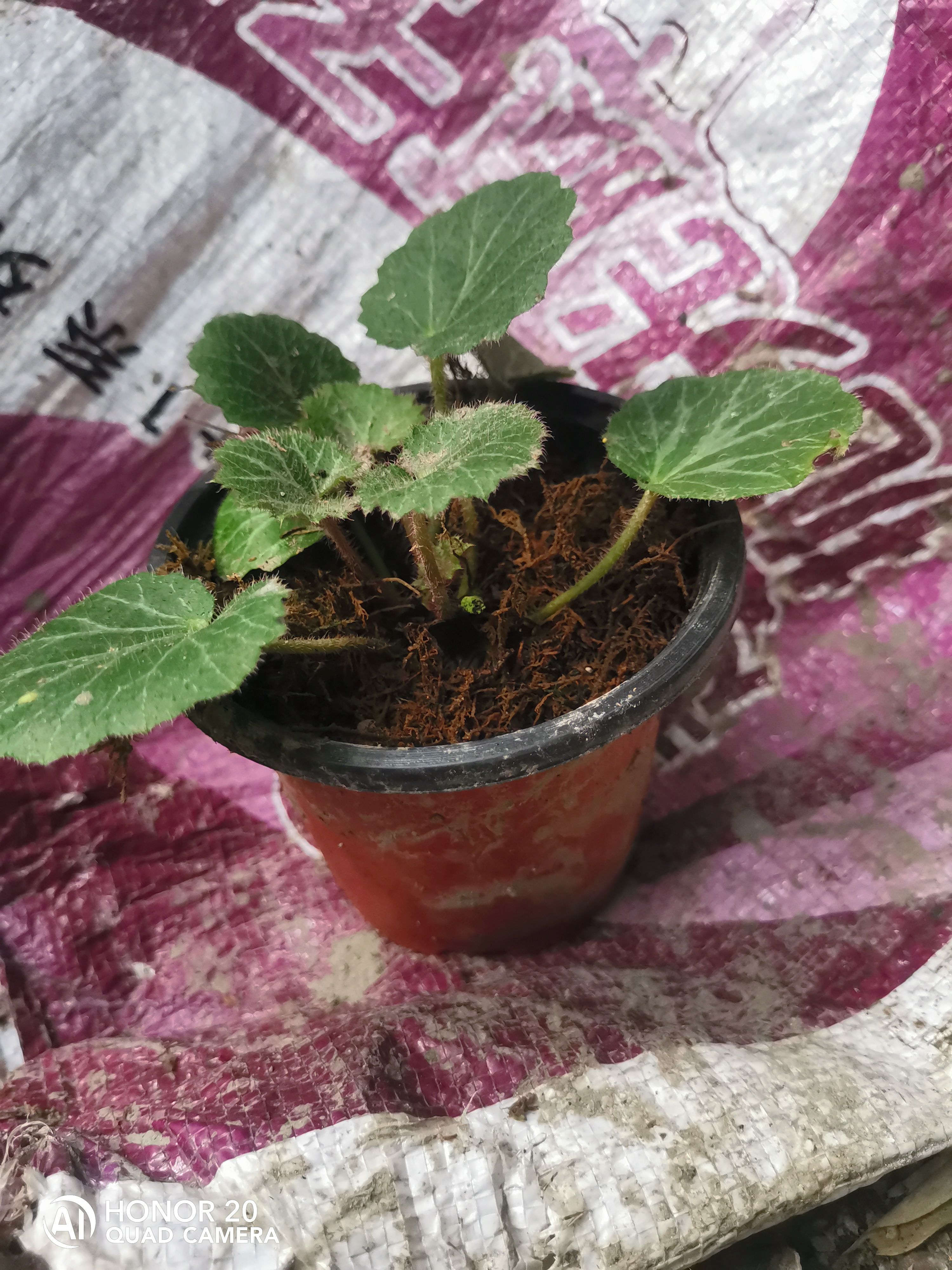 紫云苗族布依族自治县虎耳草吊金钱金丝荷叶盆栽绿植苗四季开花观赏假山造景草好养活