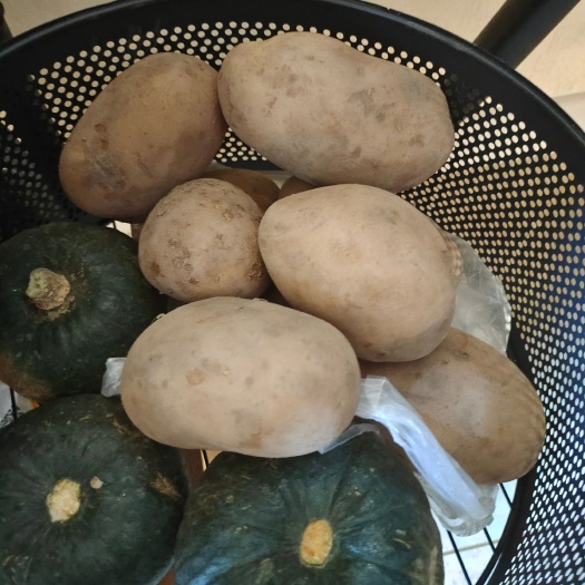 土豆