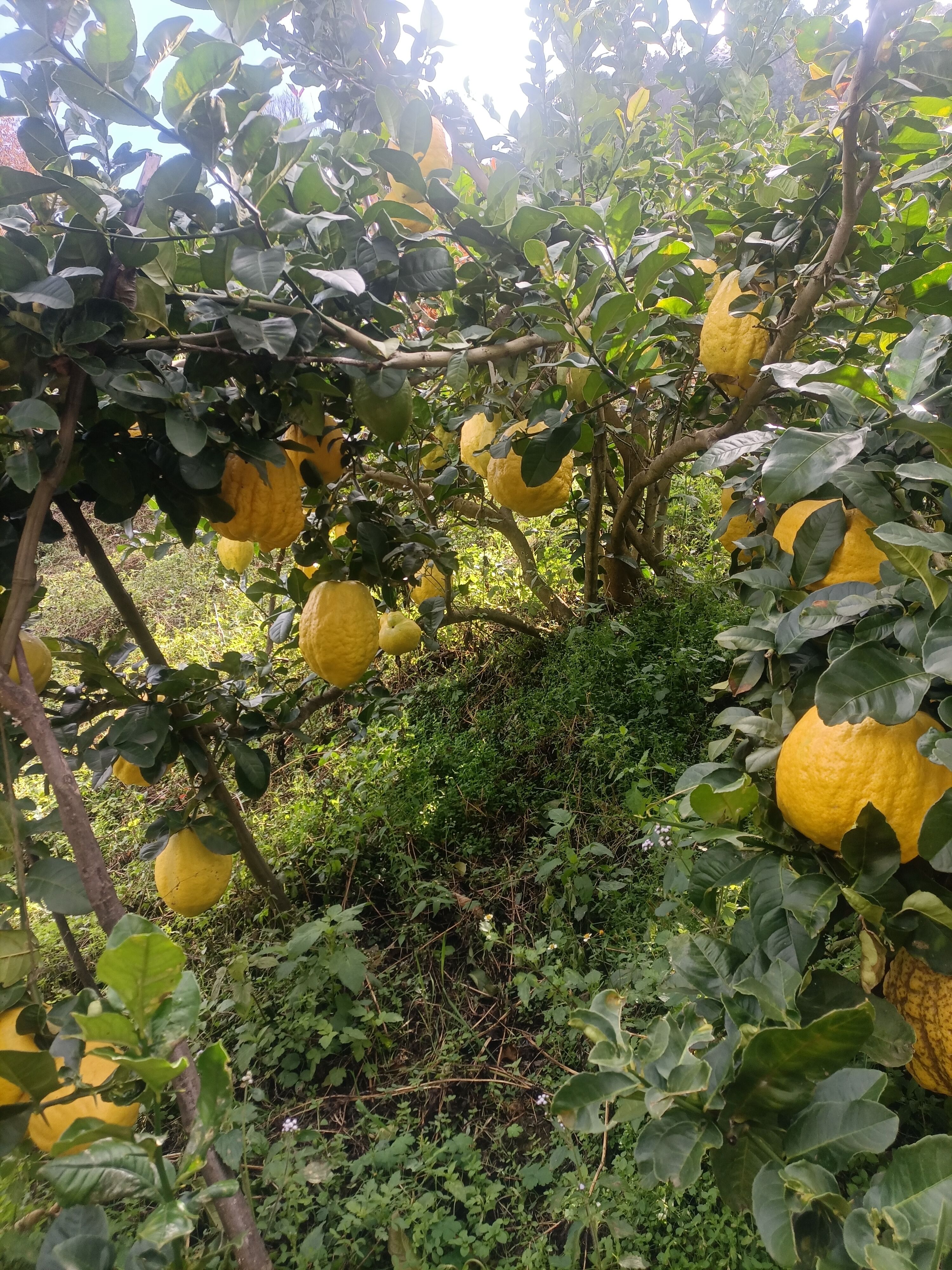 香橼