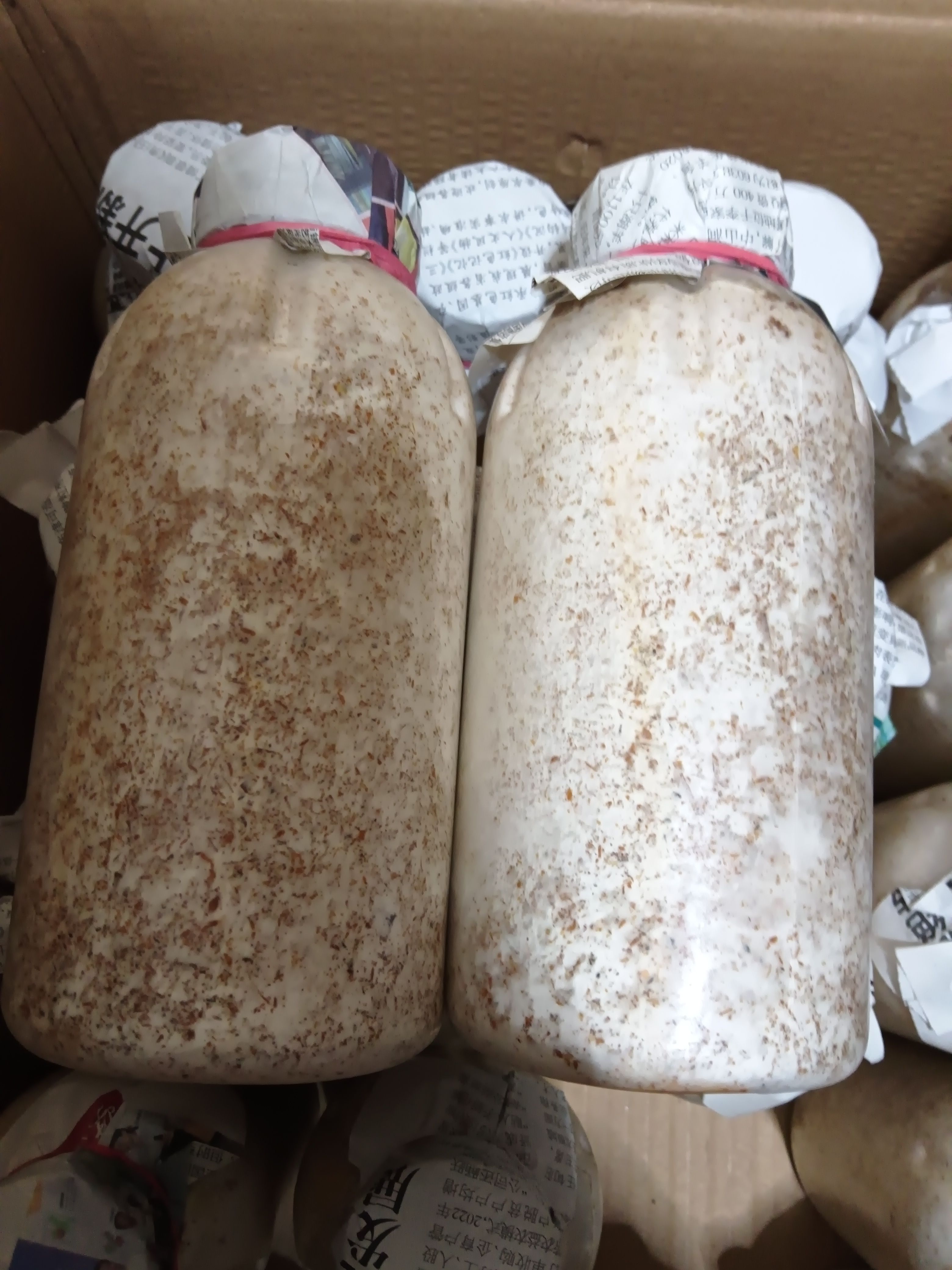 毛慈菇冰球子育苗母种