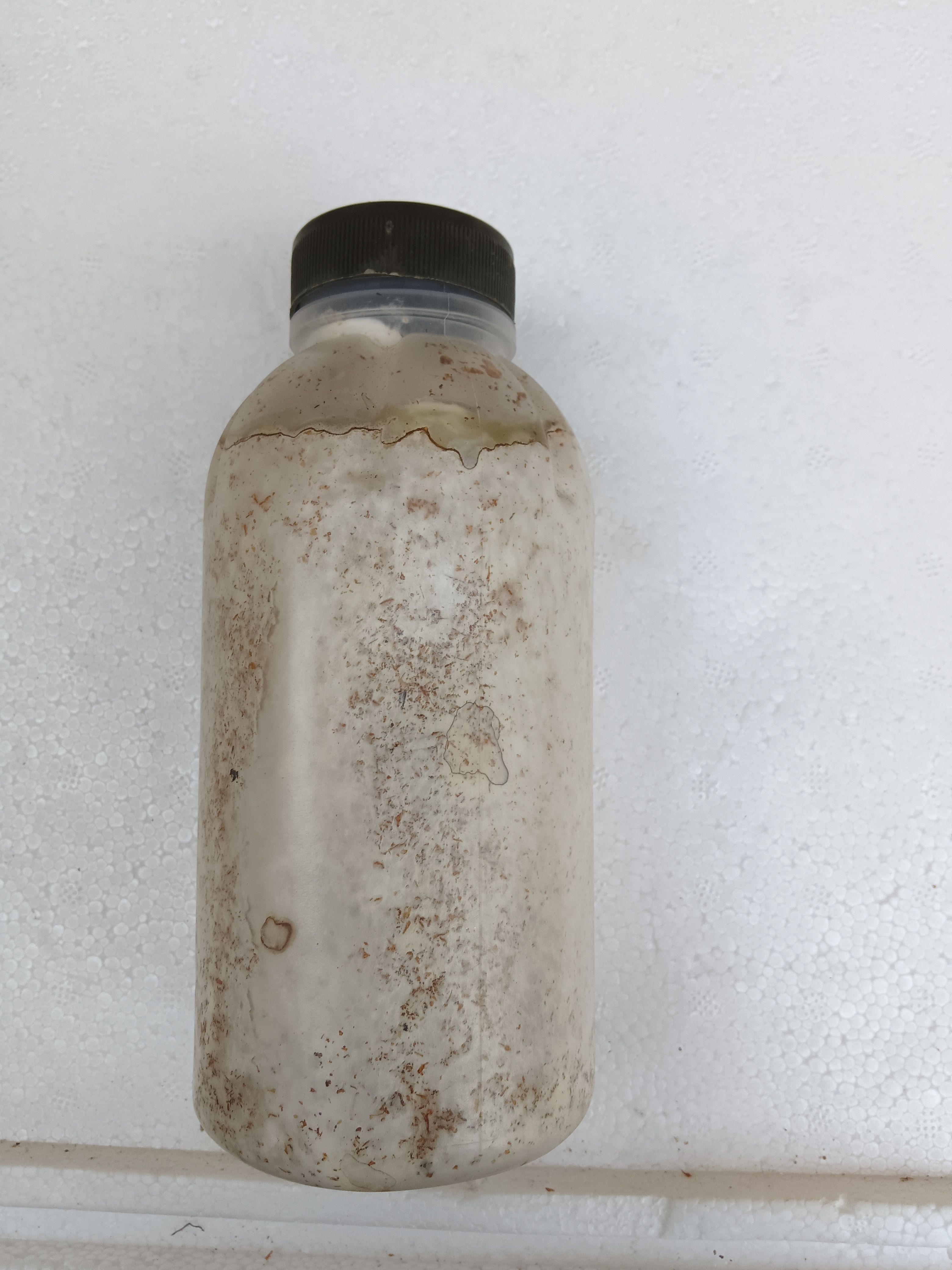 毛慈菇冰球子育苗母种