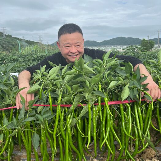 宿迁辣椒种子辣丰长线十八号长线椒种子中熟丰产商品性高抗逆性强