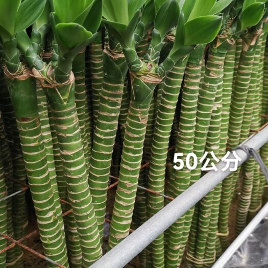 湛江龙竹  30公分～70公分