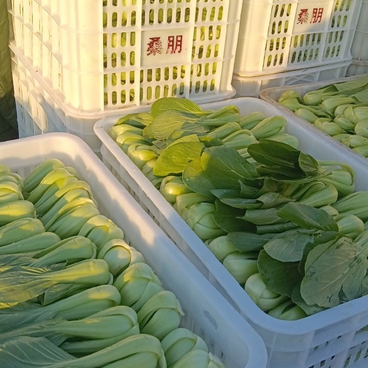 武清区油菜基地