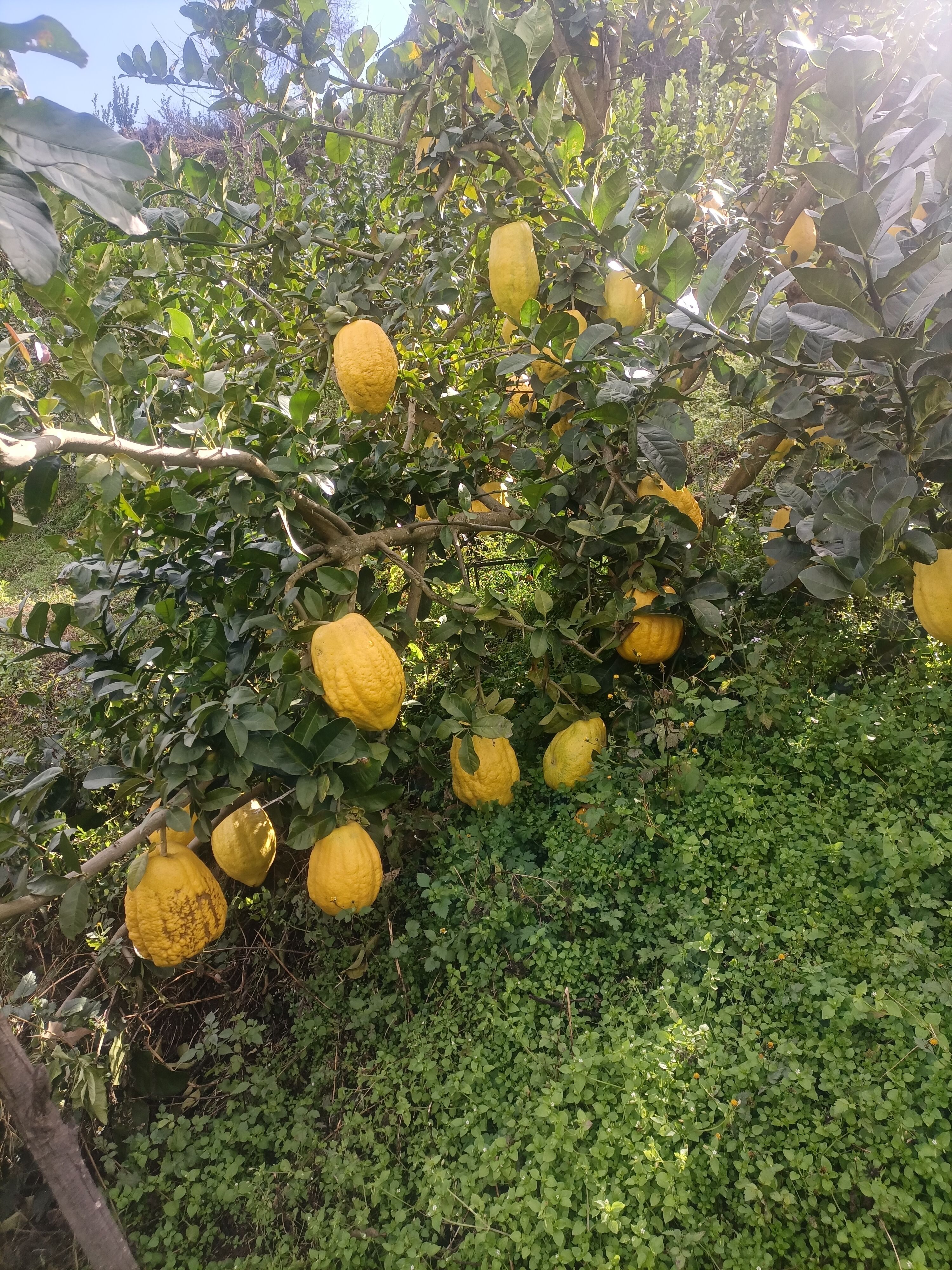 香橼