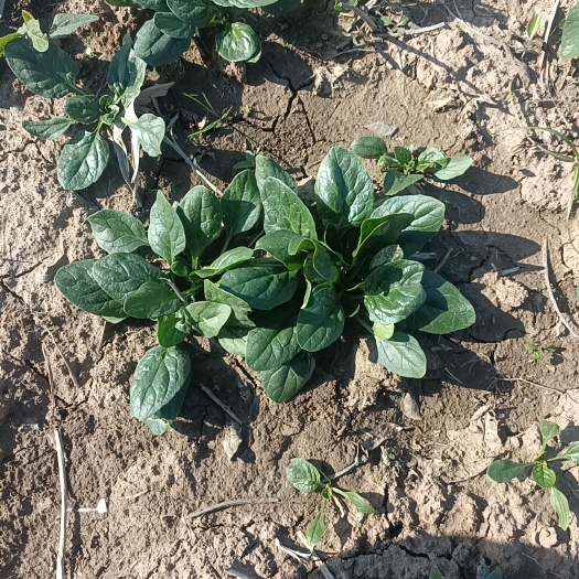 启东市大叶菠菜