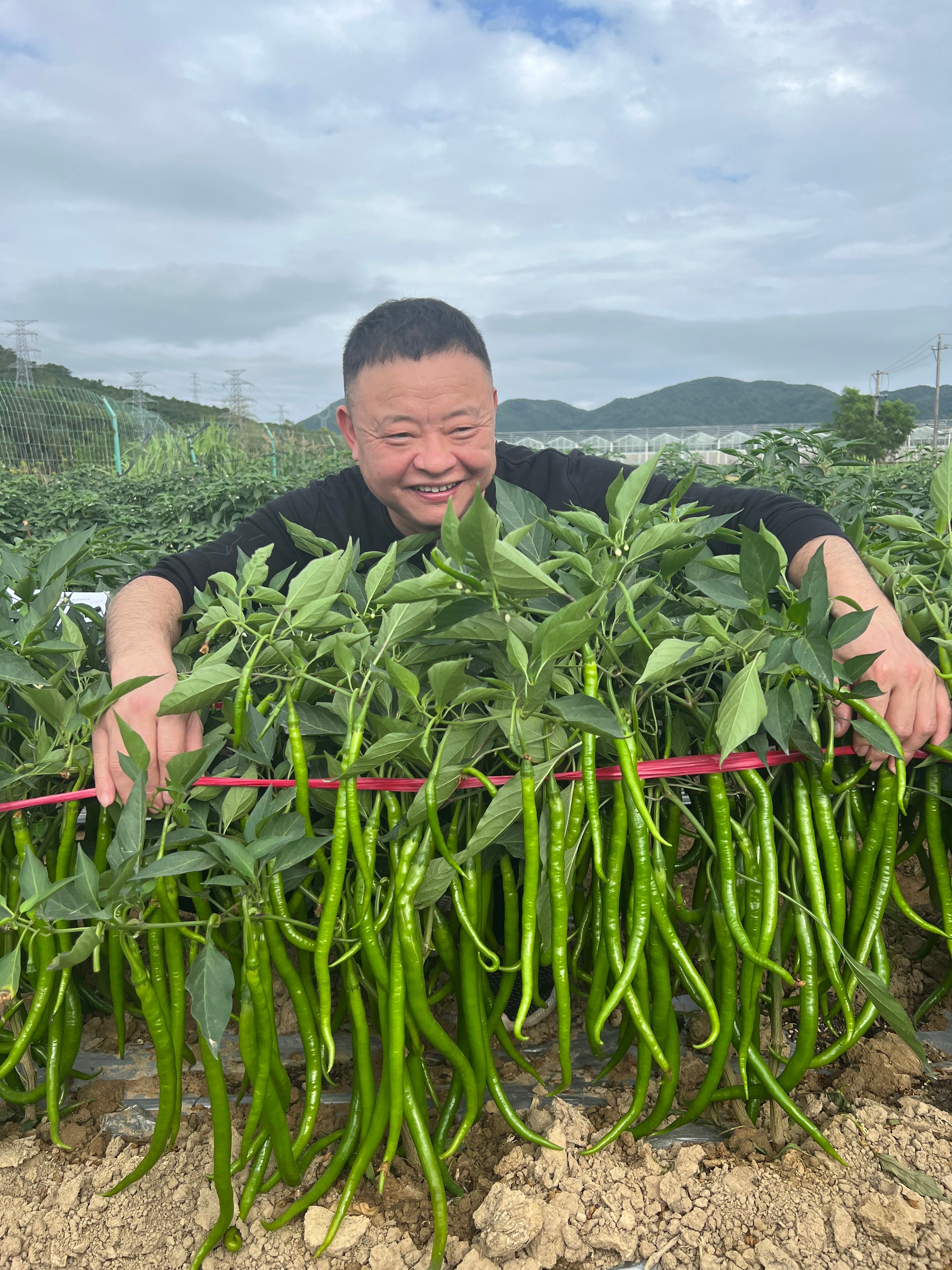 辣椒种子辣丰长线十八号长线椒种子中熟丰产商品性高抗逆性强