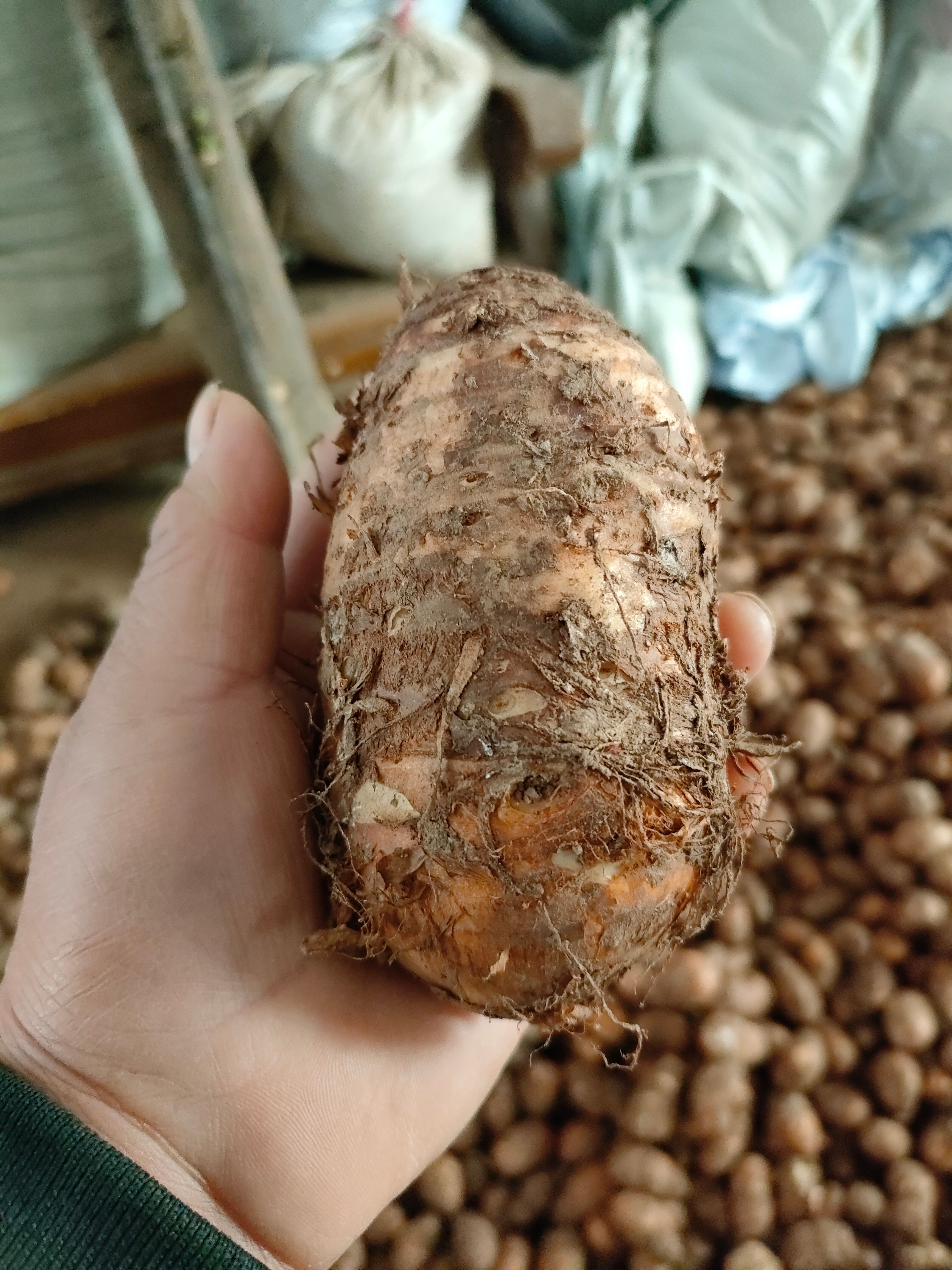 独角莲 毒豆丁，