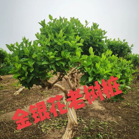 巨鹿县金银花树