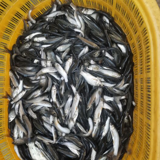 成都草鱼苗一斤50到100尾