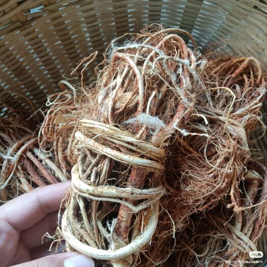 梧州五指毛桃，干货，质量如图