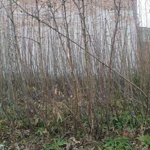 扶风县出售瑞香红苹果矮化嫁接苗，数量不多。