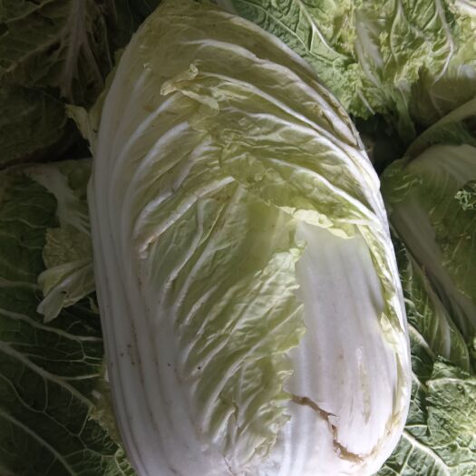 农安县黄心大包菜
