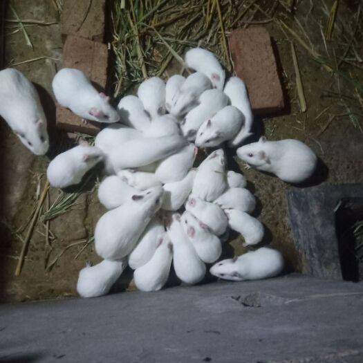 重庆市荷兰猪
