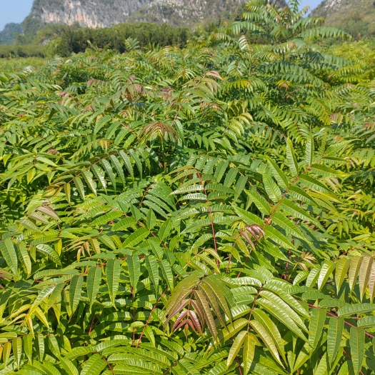 阳朔县香椿苗，椿芽树小苗，基地直供