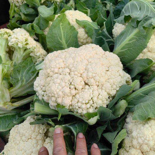 新野县精品散花 需要的联系