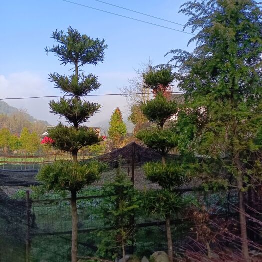 武冈市罗汉松，造型苗，球型苗，自然苗