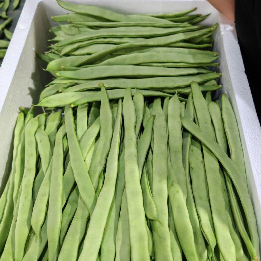 漳州芸豆，扁豆，基地种植，支持各种规格打包