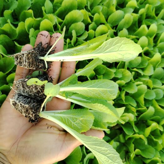 通海县白菜苗