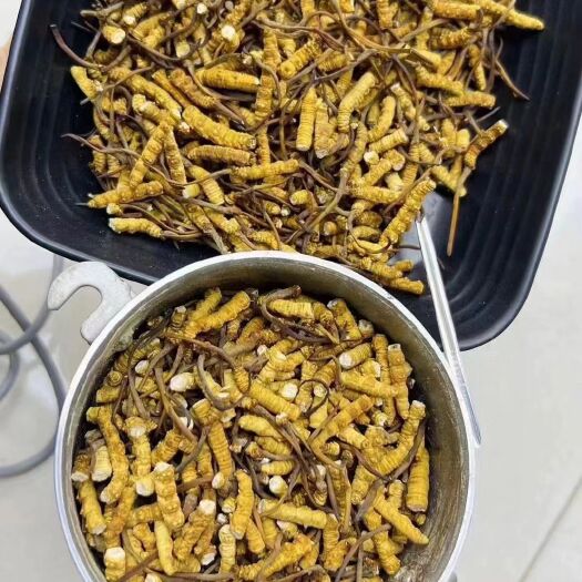 广州西藏清海冬虫夏草  冻干大断草