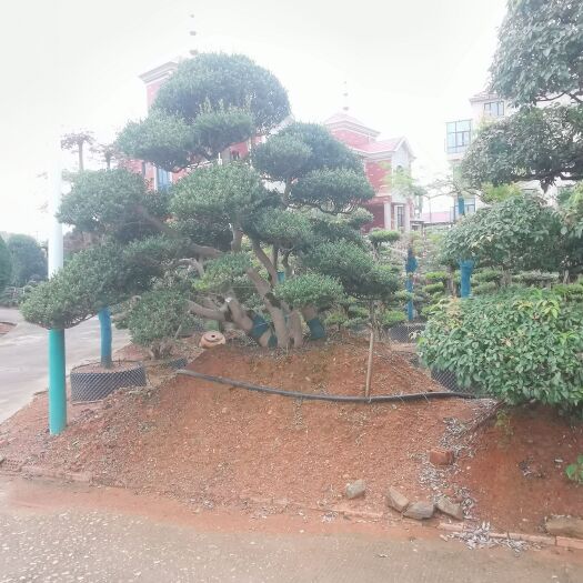 浏阳市中华蚊母桩