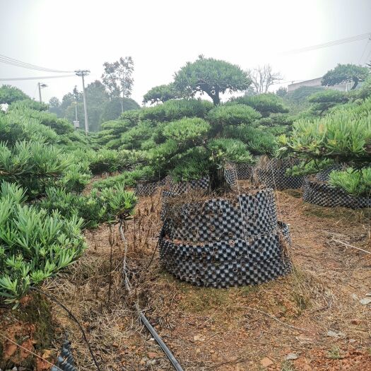 浏阳市矮桩（雀舌）罗汉松，高1--1.3，冠幅1.2--1.5米，