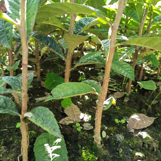 阳朔县枇杷实生苗，枇杷小苗，嫁接砧木