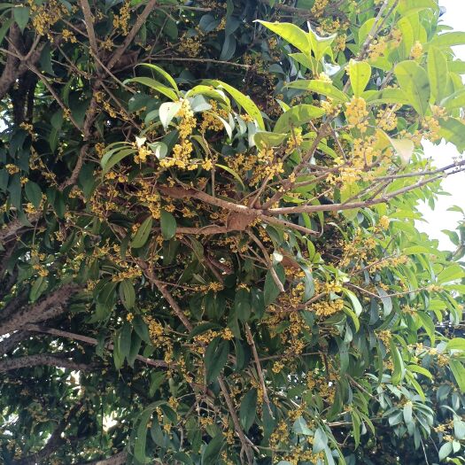 德庆县桂花树金桂