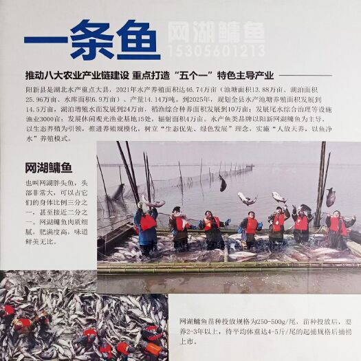 阳新县网湖鳙鱼-人放天养/有机鱼（花鲢白鲢草鱼）货源充足欢迎致电！
