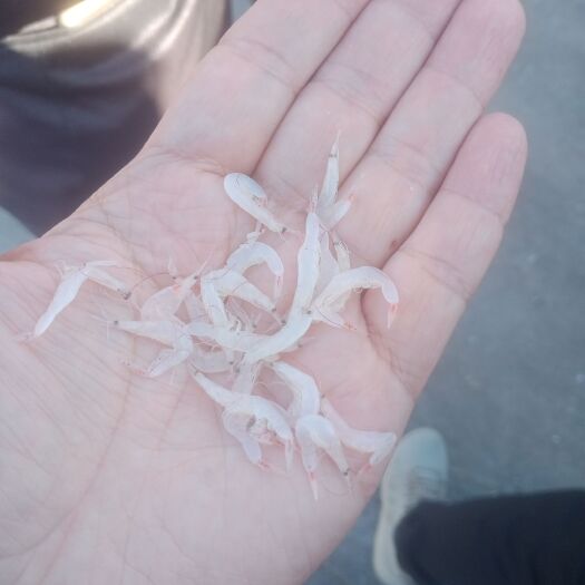 荣成市蛋白质补充饲料  蛋白质饲料 船冻的鳀鱼