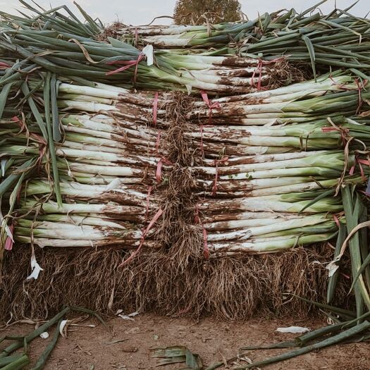 蠡县长白大葱杆子硬价格低并有专业团队为你服务
