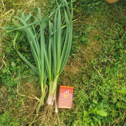 遵义贵州遵义！红根蒜苗，100亩，价格公道，需要的来！