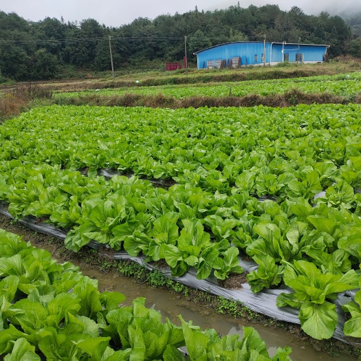 乳源县潮菜包心芥菜大量上市，基地直供一条龙服务。
