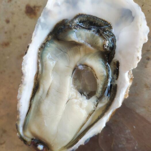漳浦县三倍体生蚝