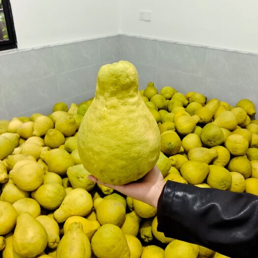 遂宁安居最大的沙田柚种植户，个头大，味道纯正！单果重2斤左右