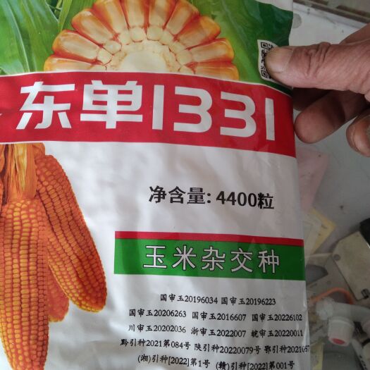 喀喇沁旗东单1331玉米种子   ，4大区国审品东单1331