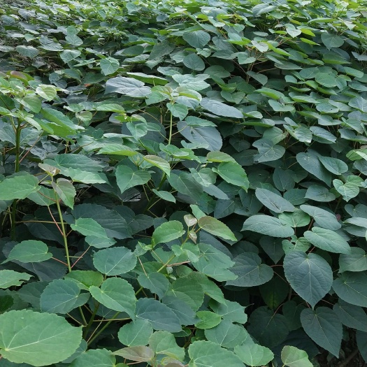 广元山核桃苗