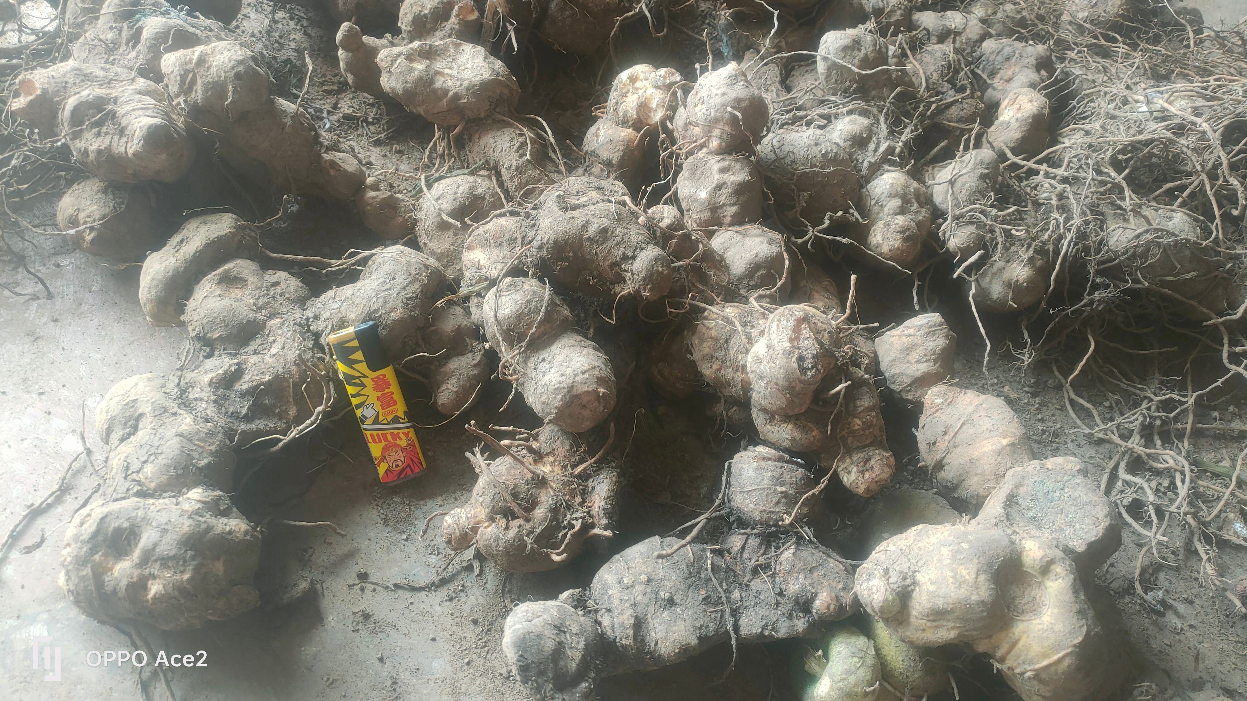 多花黄精，鸡头黄精，黄精