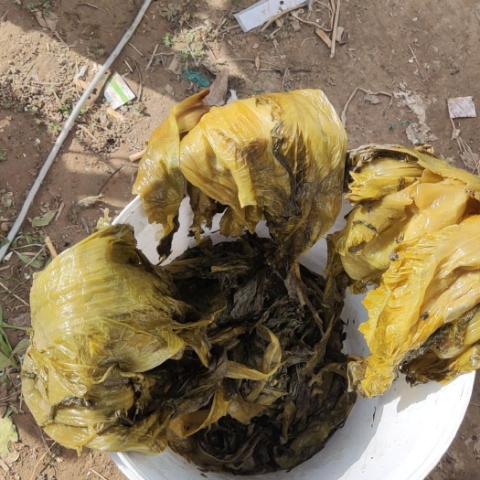 宿迁现腌好宽帮包心芥菜一百五十万斤出 壹扒玖肆肆扒伍伍陆柒柒