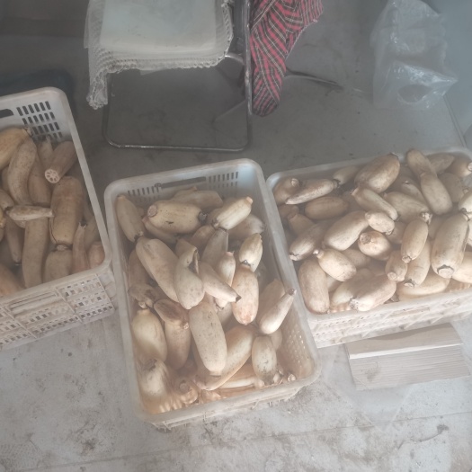 新鲜九孔藕