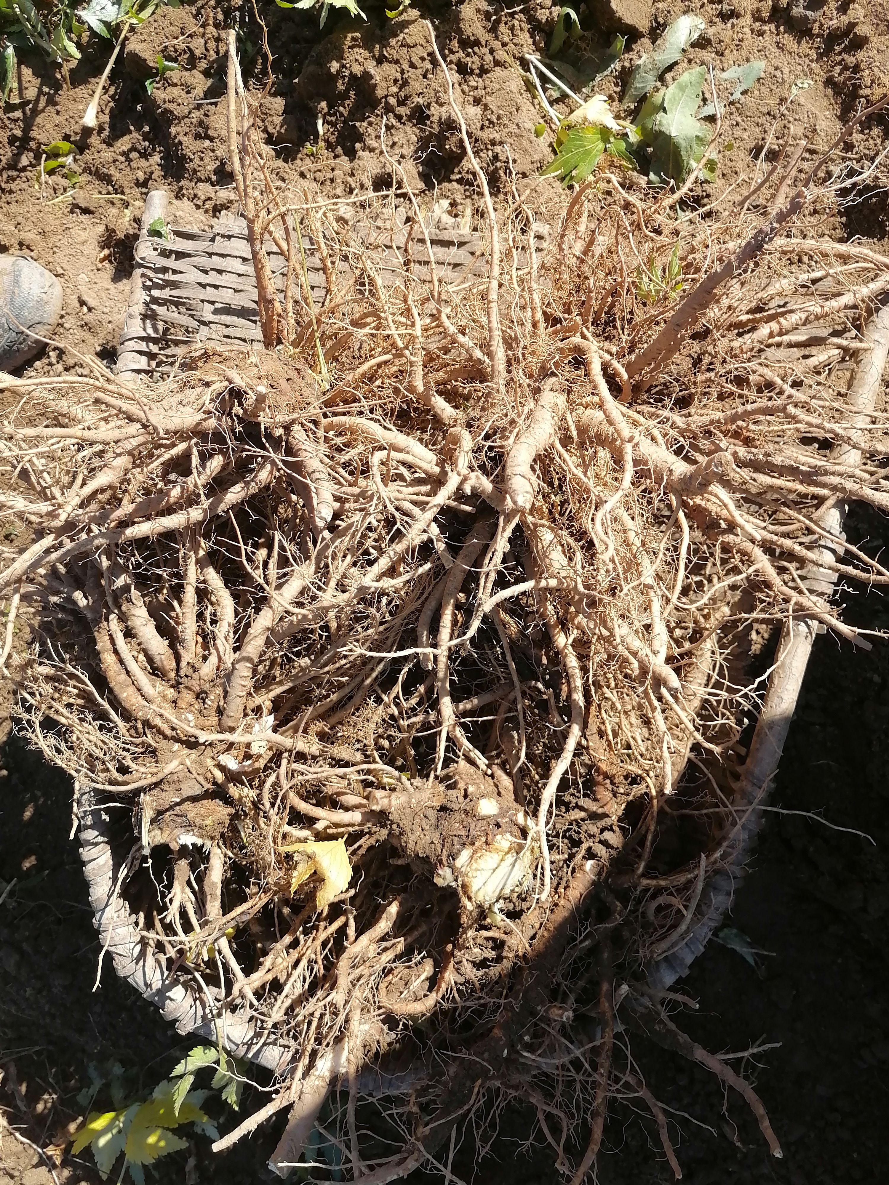 秦岭山区当归  云归  甜当归  东当归  欧当归