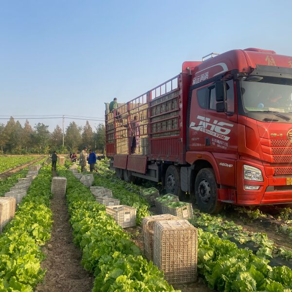 大棚球生菜上市