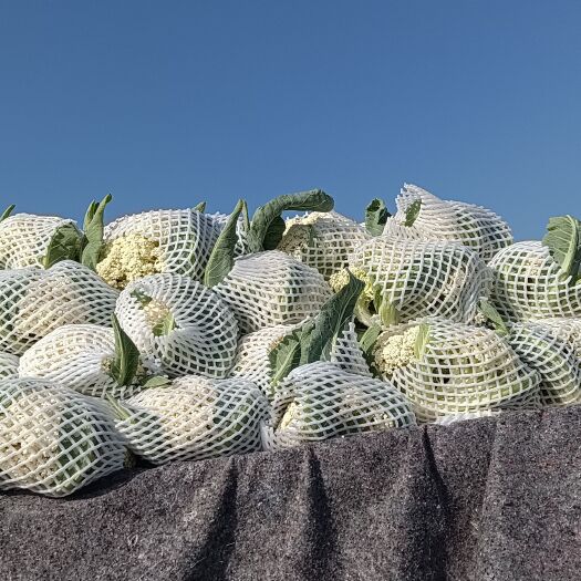 宜城市花菜