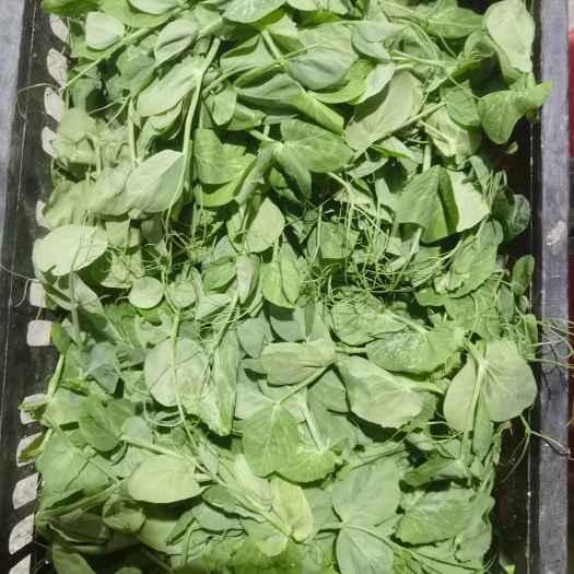 清远豌豆苗