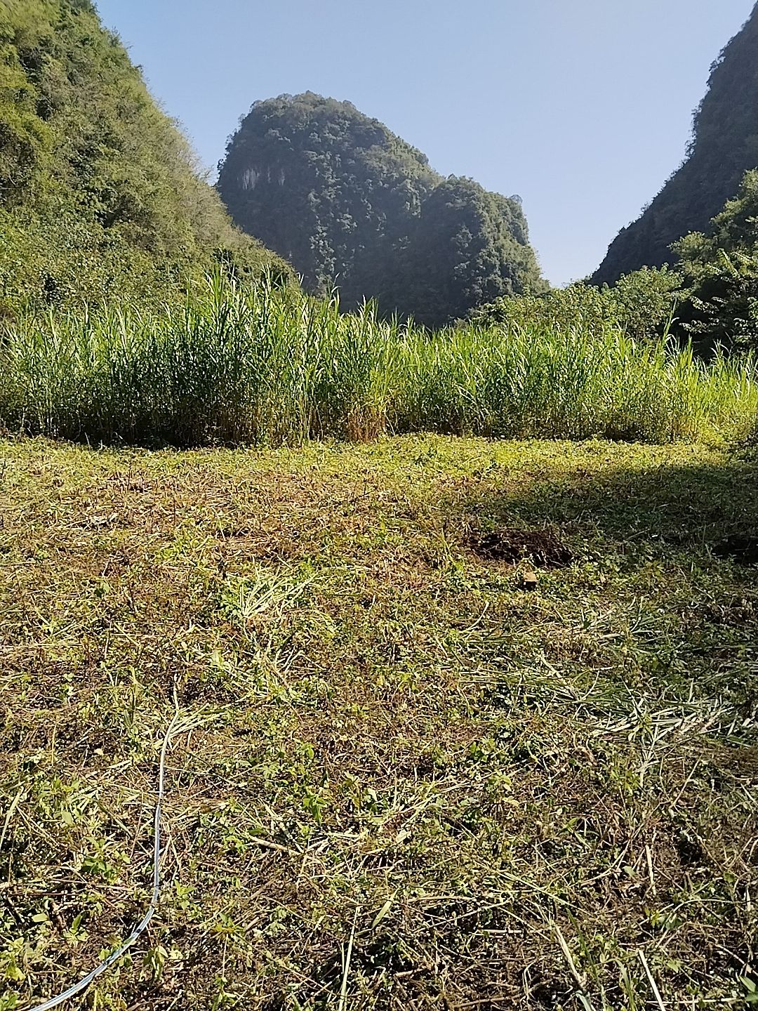 牧草，密实打包厌氧发酵