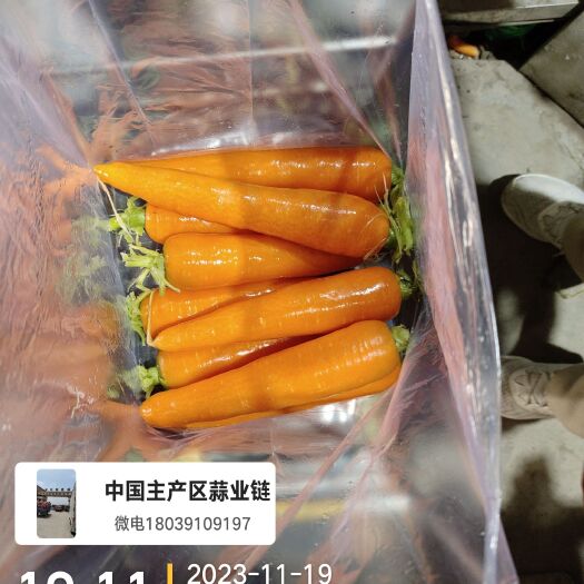 开封河南胡萝卜