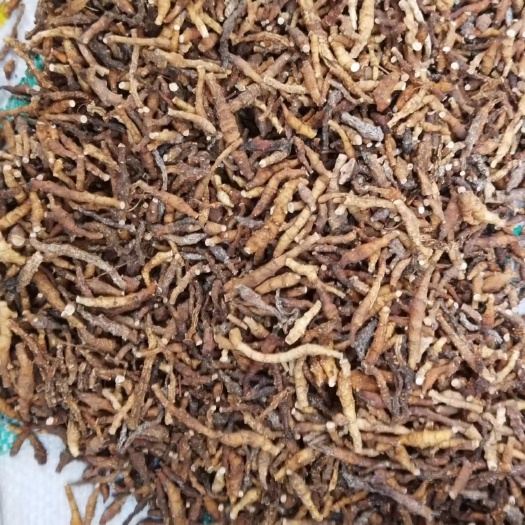 西安九节菖蒲